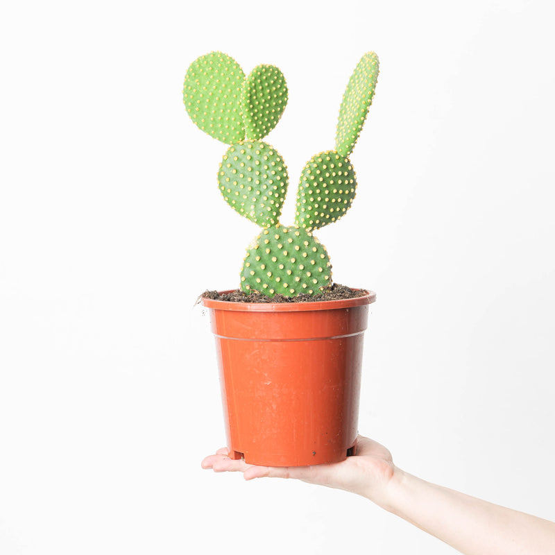 Opuntia microdasys 17cm Plants GrowTropicals