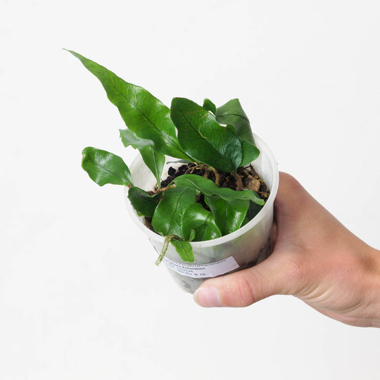 Microgramma nitida 9cm Plants GrowTropicals