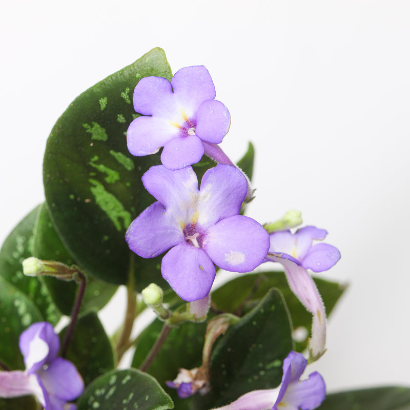 Michaelmoelleria vietnamensis Plants GrowTropicals