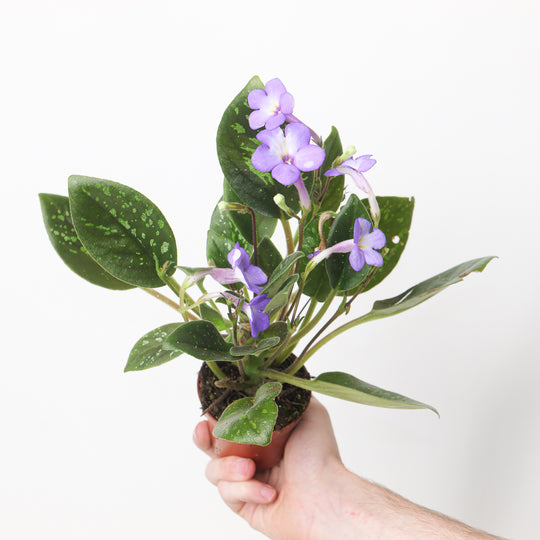 Michaelmoelleria vietnamensis 8cm Plants GrowTropicals