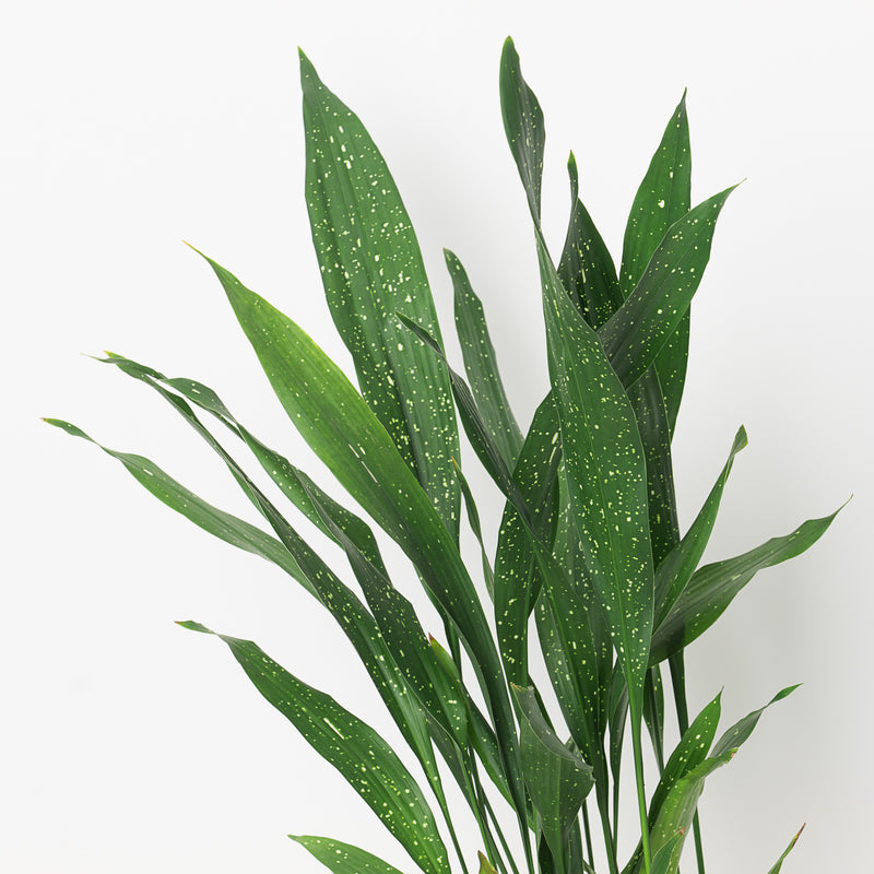 Aspidistra elatior 'Milky Way' Plants GrowTropicals
