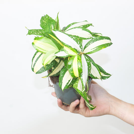Dracaena surculosa 'Milky Way' Plants GrowTropicals