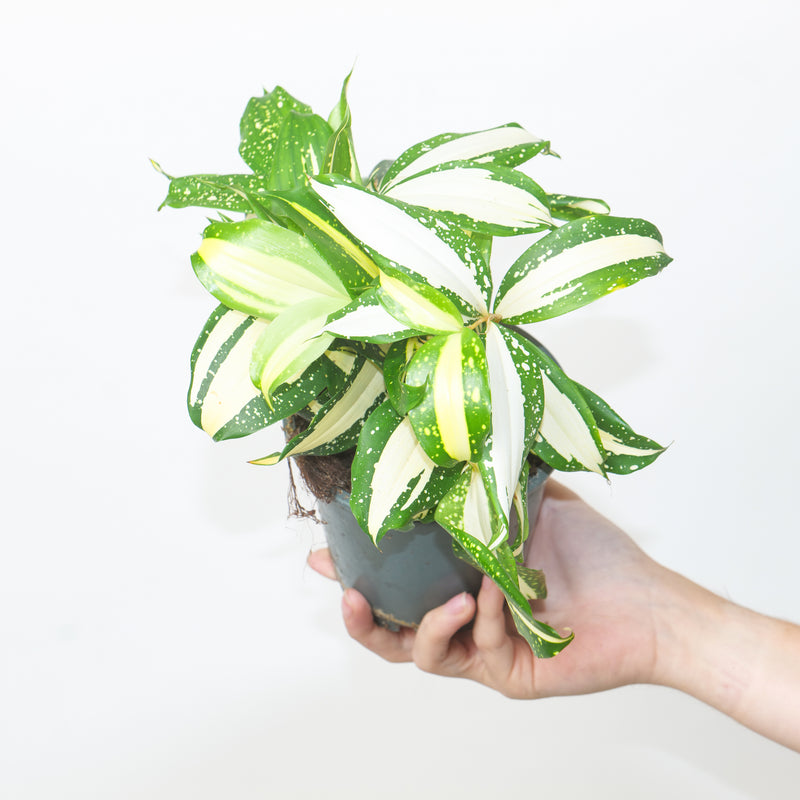 Dracaena surculosa 'Milky Way' 12cm Plants GrowTropicals