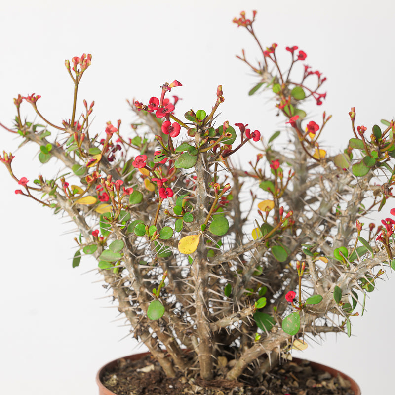 Euphorbia milli 17cm Plants GrowTropicals