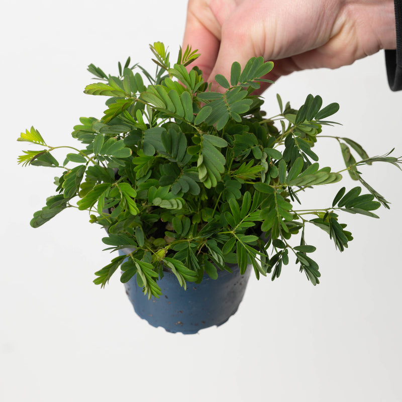 Mimosa pudica Plants GrowTropicals