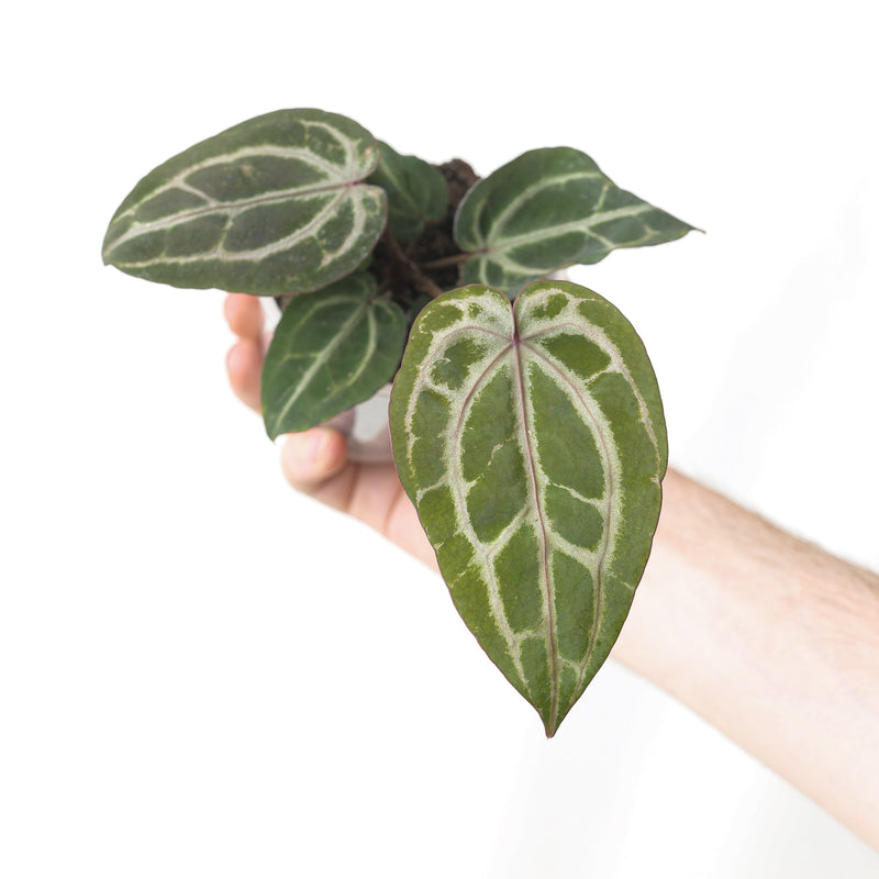 DocBlock Anthurium Minerva '20' x Minerva '20' by DocBlock® Plants DocBlock