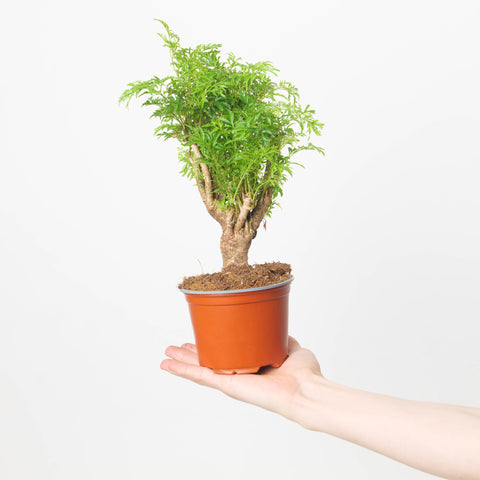 Polyscias ming 12cm Plants GrowTropicals