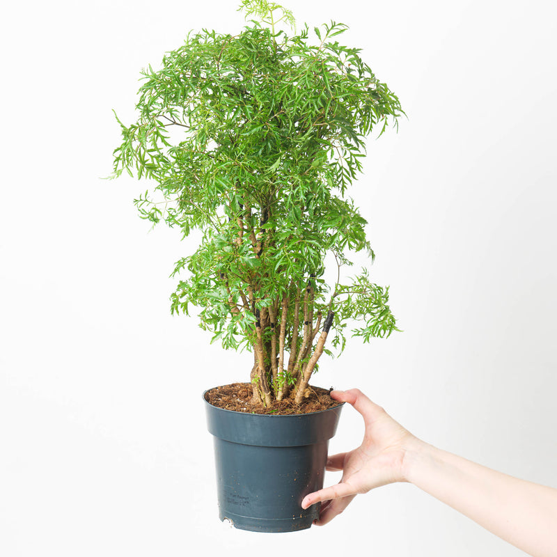 Polyscias ming 17cm Plants GrowTropicals