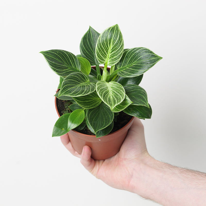 Philodendron Birkin Mini Plants GrowTropicals