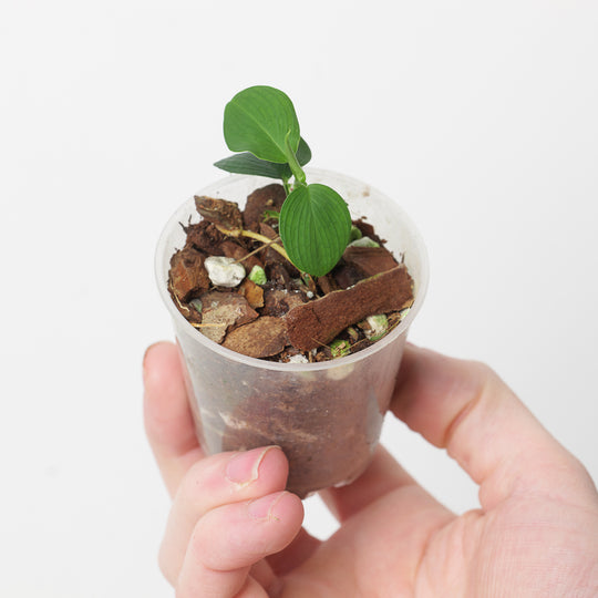 Philodendron sp. 'Mini Santiago' 6cm Plants GrowTropicals