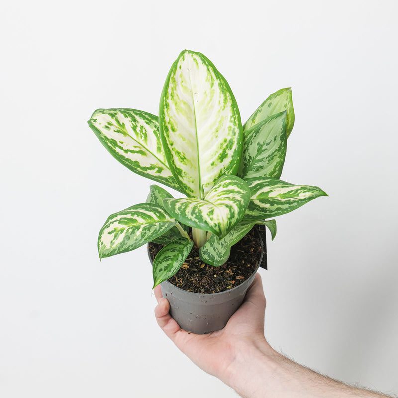 Aglaonema 'Minty Ice'