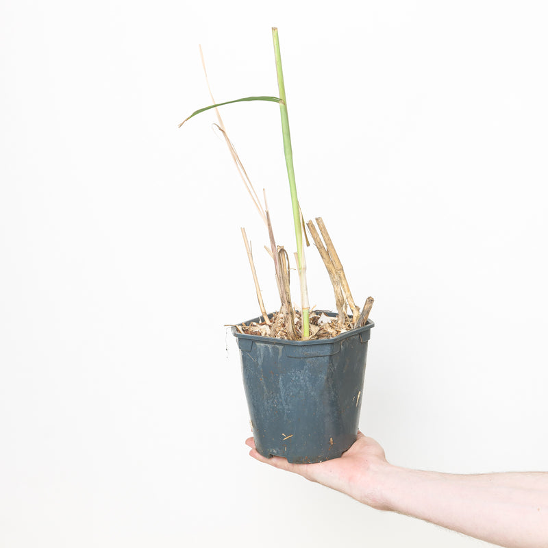 Miscanthus x giganteus — 17cm / 2L