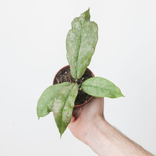 Hoya mitrata Silver