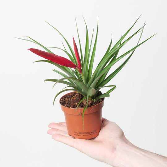 Tillandsia 'Mizuki' | Air Plant Plants GrowTropicals