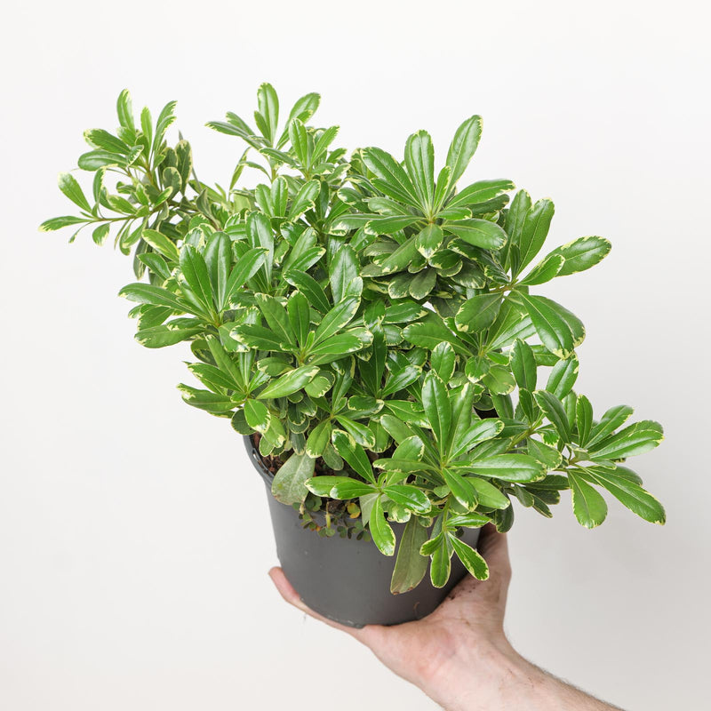 Pittosporum tobira 'Mojo' Plants - Outdoor GROW TROPICALS