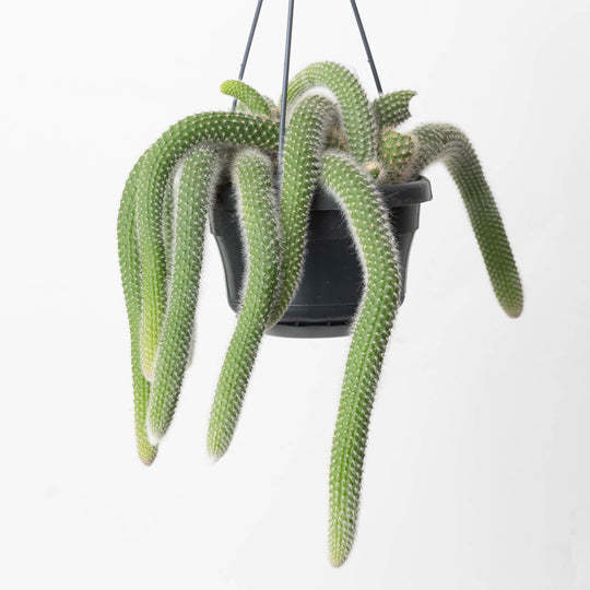 Monkey Tail Cactus | Cleistocactus colademononis Plants GrowTropicals
