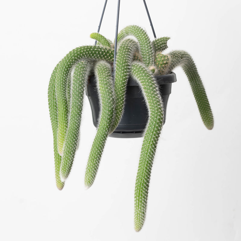 Monkey Tail Cactus | Cleistocactus colademononis Plants GrowTropicals