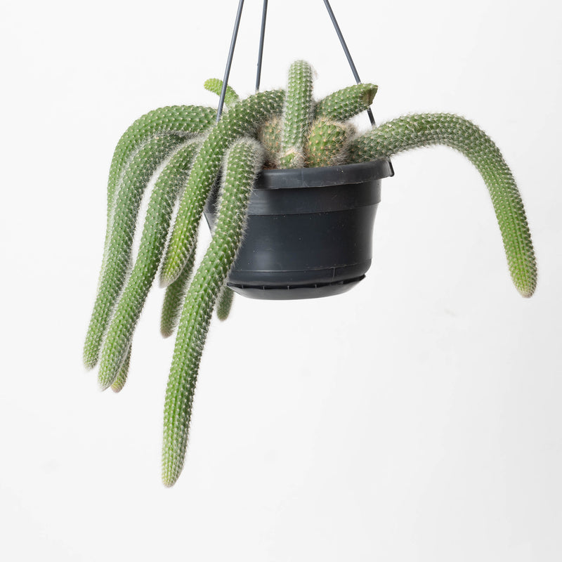 Monkey Tail Cactus | Cleistocactus colademononis — 14cm