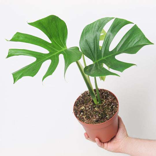 Monstera deliciosa var. sierrana Plants GrowTropicals