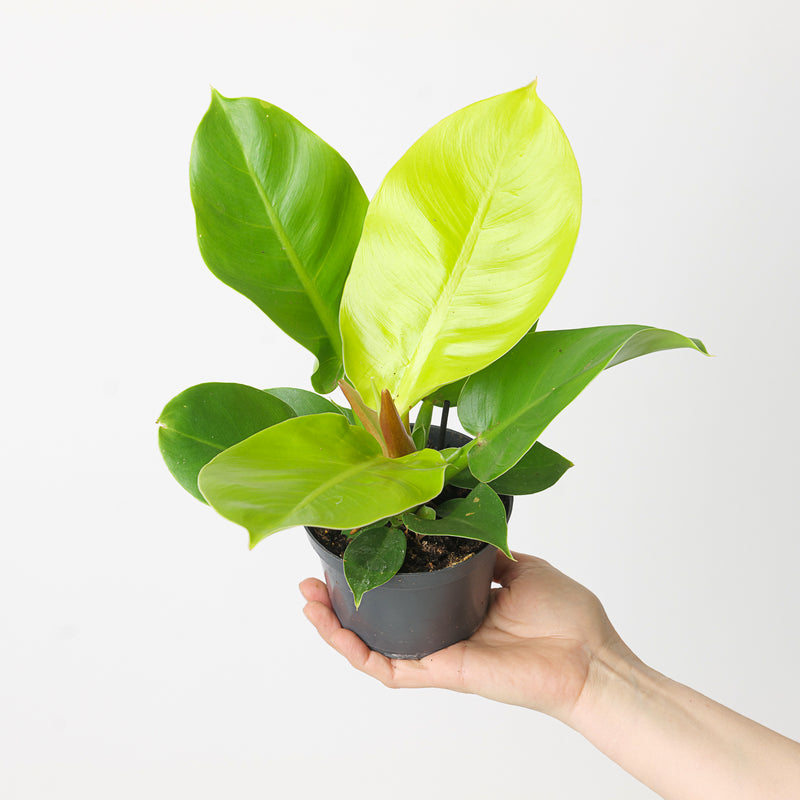 Philodendron 'Moonlight' 12cm Plants GrowTropicals