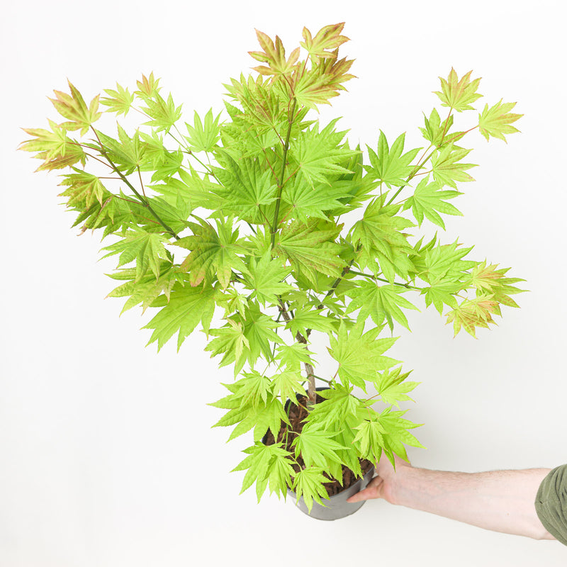 Acer shirasawanum 'Moonrise' Plants - Outdoor GROW TROPICALS
