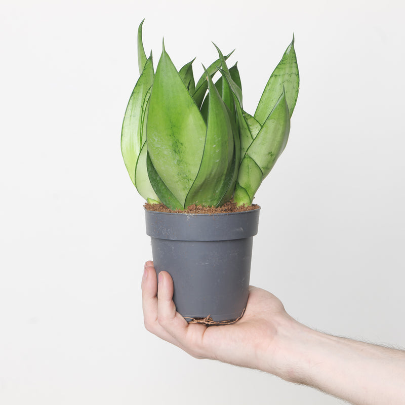 Imperfect Sansevieria trifasciata 'Moonshine' — 12cm