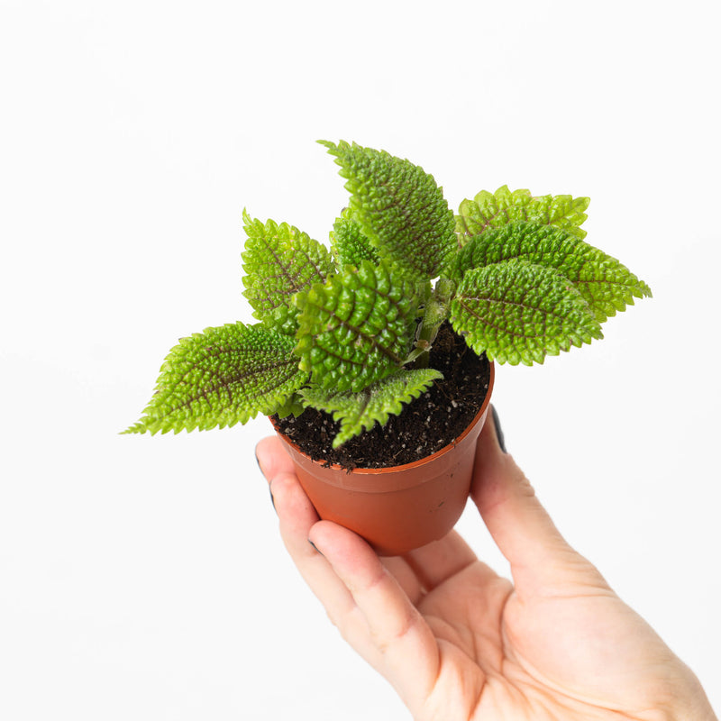 Pilea mollis 'Moon Valley' — 7cm