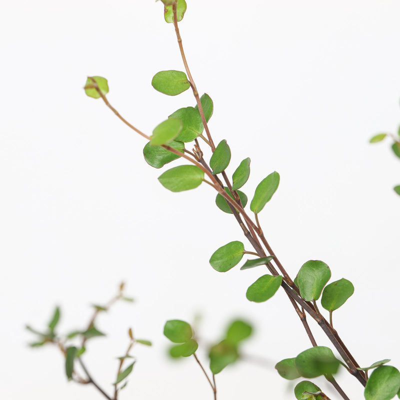 Muehlenbeckia australis Plants - Outdoor GROW TROPICALS
