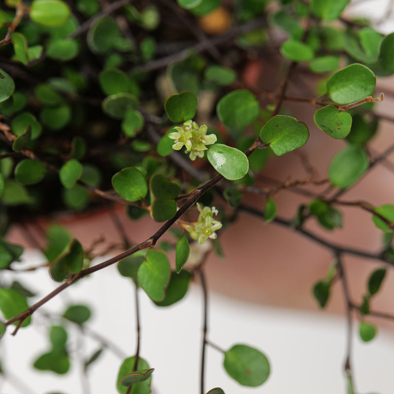 Muehlenbeckia australis Plants - Outdoor GROW TROPICALS