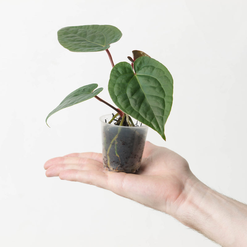 Anthurium (Michelle x Michelle) x Luxurians — 6cm Large