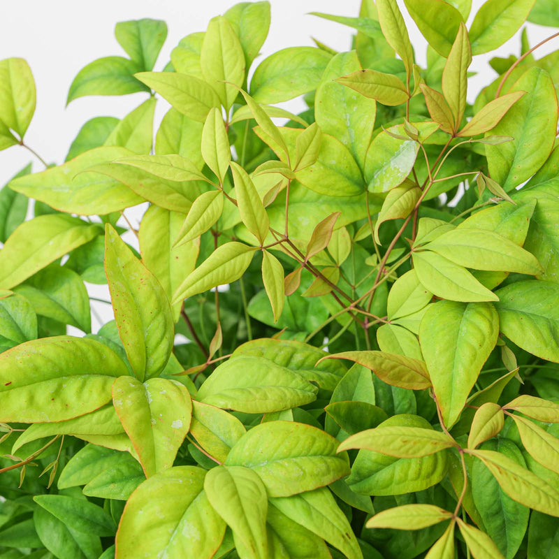 Nandina domestica 'Fire Power'