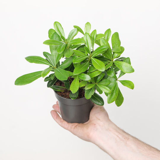 Pittosporum tobira 'Nanum' 9cm / 0.5L Plants - Outdoor GROW TROPICALS