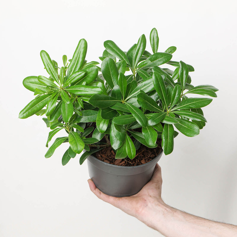 Pittosporum tobira 'Nanum' 17cm / 2L Plants - Outdoor GROW TROPICALS
