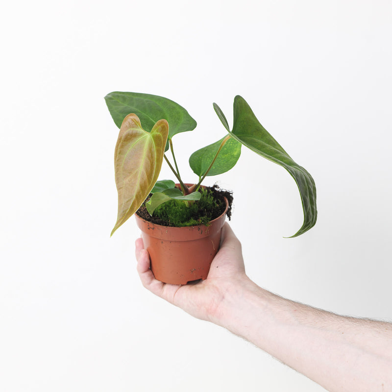Imperfect Anthurium sp. Napo Plants GrowTropicals
