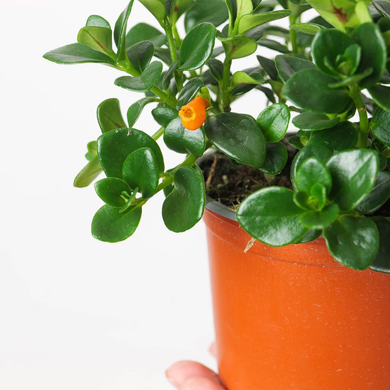 Nematanthus gregarius | Goldfish Plant — 12cm