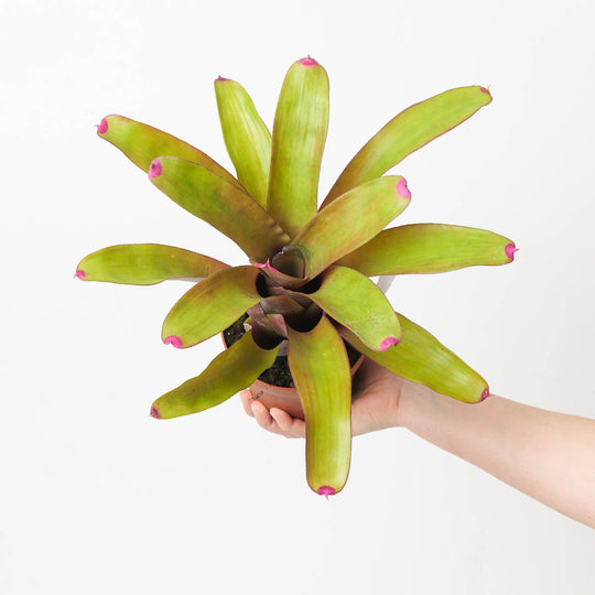 Neoregelia NOID #4 Plants GrowTropicals