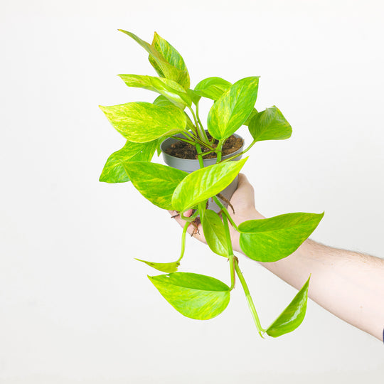 Epipremnum 'Neon Queen' Plants GrowTropicals