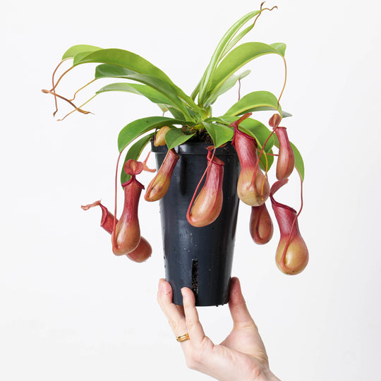 Nepenthes alata Plants GrowTropicals