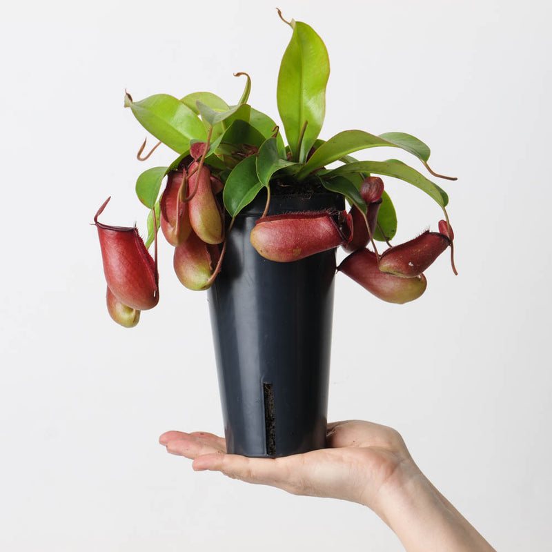 Nepenthes 'Bloody Mary' 12cm Plants GrowTropicals