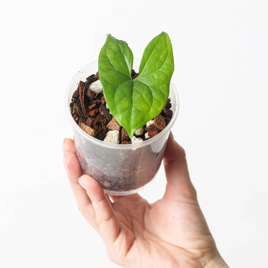 Nephthytis poissonii var. poissonii 9cm Plants GrowTropicals