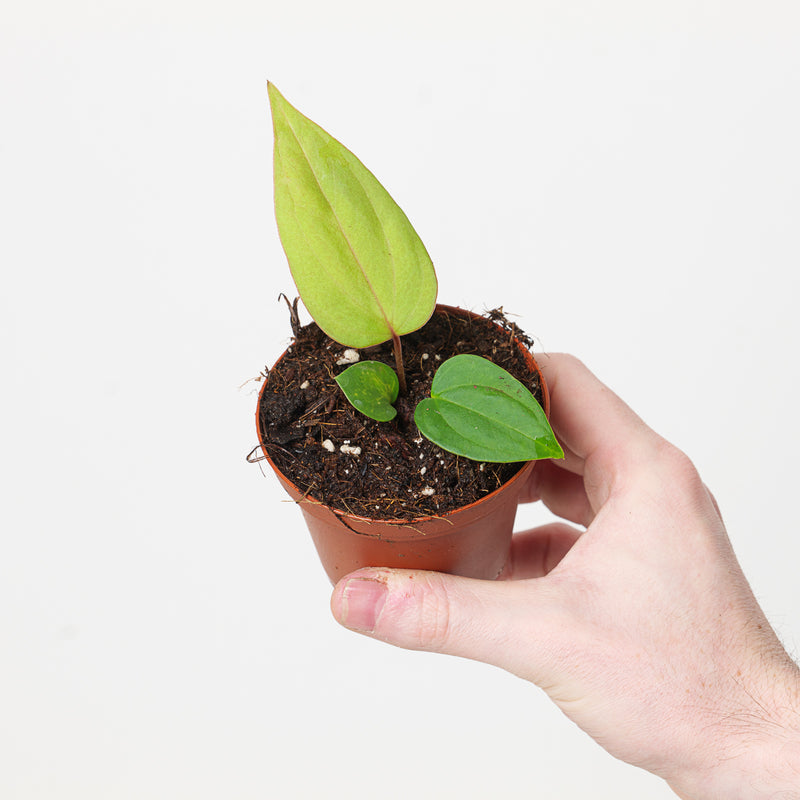 Anthurium nigrolaminum 'Gigi' x papillilaminum Plants GrowTropicals