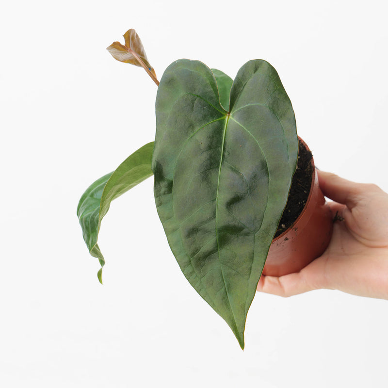 Anthurium nigrolaminum gigi x forgetii 10.5cm Plants GrowTropicals
