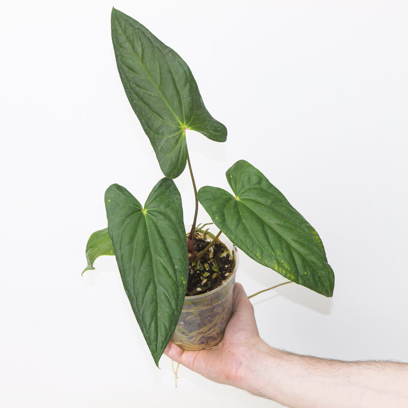 Anthurium (nigrolaminum ×) × ‘RVDP’ 9cm Plants GrowTropicals