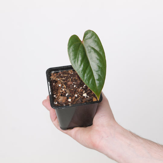 Anthurium Nigrolaminum × Luxurians Plants GrowTropicals