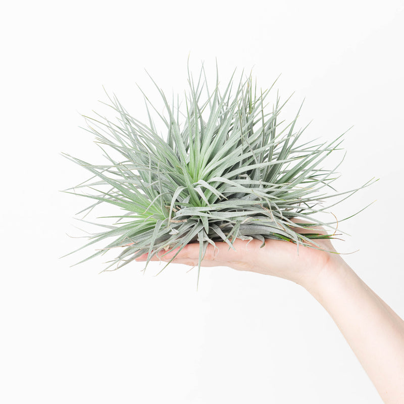 Tillandsia Super Silver XL Plants GrowTropicals