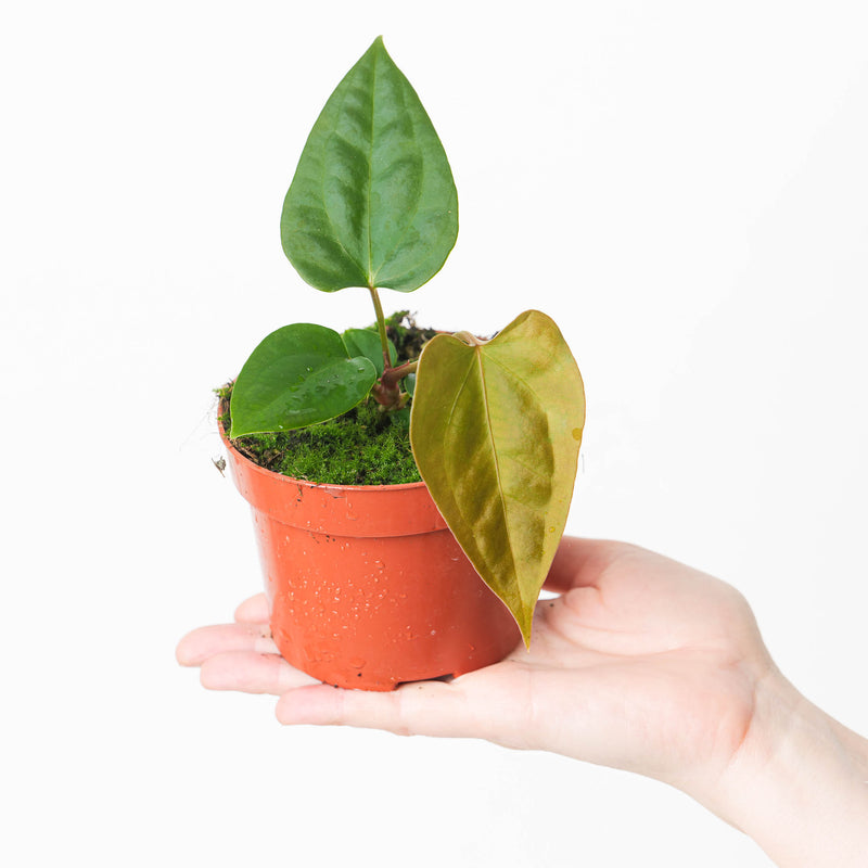 Anthurium nigrolaminum gigi x forgetii — 9cm