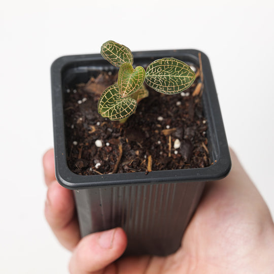 Anoectochilus No. 51 (Acclimated)