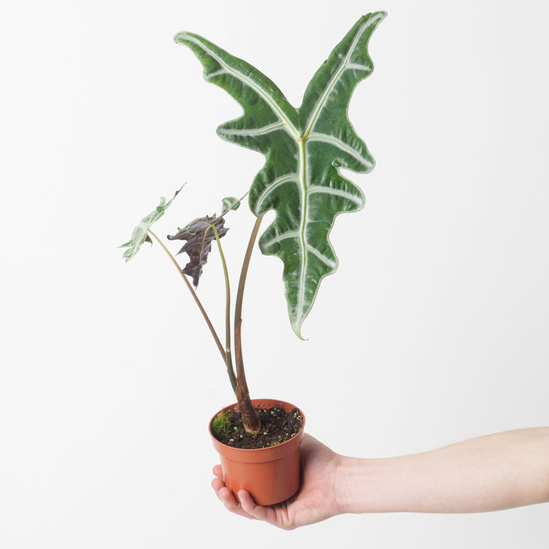 Alocasia sanderiana var. nobilis Plants GrowTropicals