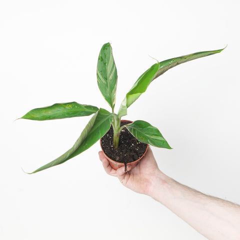 Musa NoNo Pink Variegated 10.5cm Plants GrowTropicals