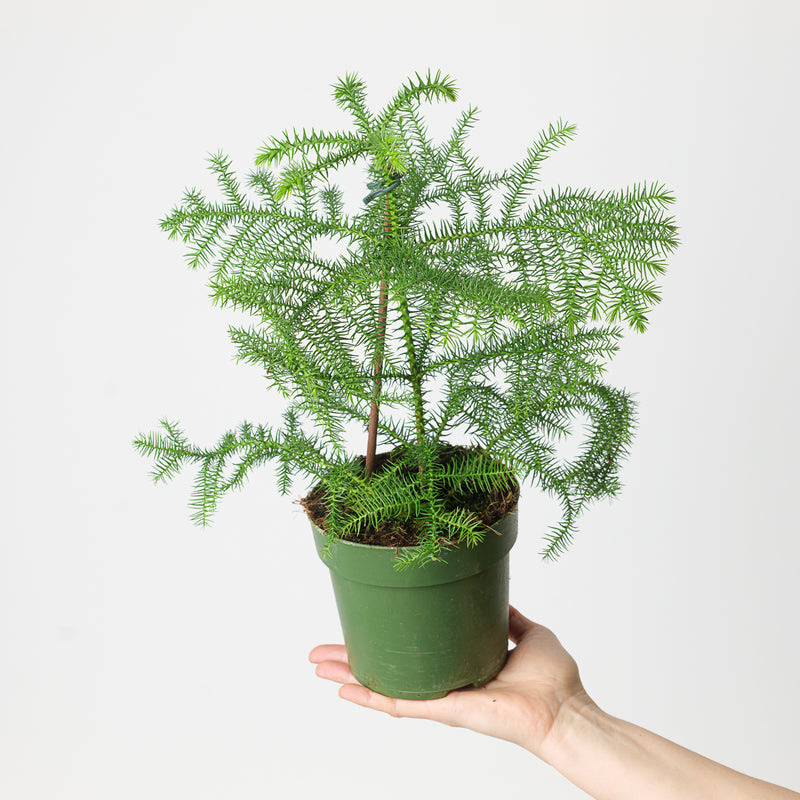 Norfolk Island Pine | Araucaria heterophylla 14cm Plants GrowTropicals